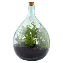 Plant Terrarium Starter Set Met Fles 15L - Esschert Design 4 Plant Terrarium Starter Set Met Fles 15L - Esschert Design -Interieurdecoratie Winkel plant terrarium starter set met fles 15l esschert design 1240x1240 627bc3fa7fa93 l
