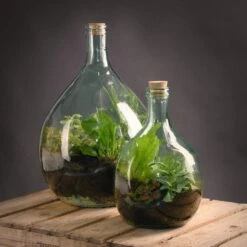 Plant Terrarium Starter Set Met Fles 15L - Esschert Design 5 Plant Terrarium Starter Set Met Fles 15L - Esschert Design -Interieurdecoratie Winkel plant terrarium starter set met fles 15l esschert design 1240x1240 627bc3fa824aa l