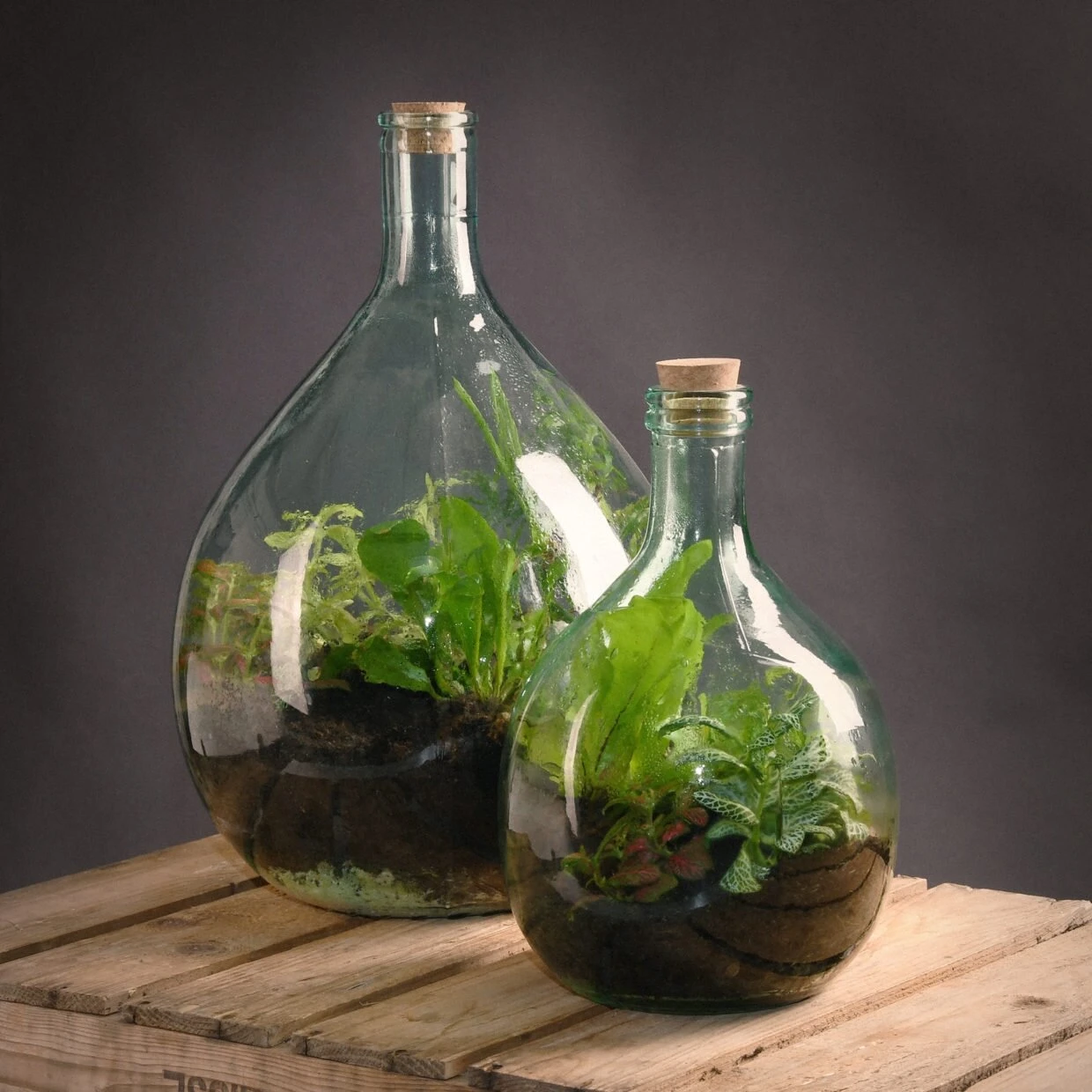 Plant Terrarium Starter Set Met Fles 15L - Esschert Design 3 Plant Terrarium Starter Set Met Fles 15L - Esschert Design - Afbeelding 3
