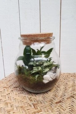 Terrarium Inclusief Planten 4 Terrarium Inclusief Planten -Interieurdecoratie Winkel terrarium inclusief planten 1605178551 1 l