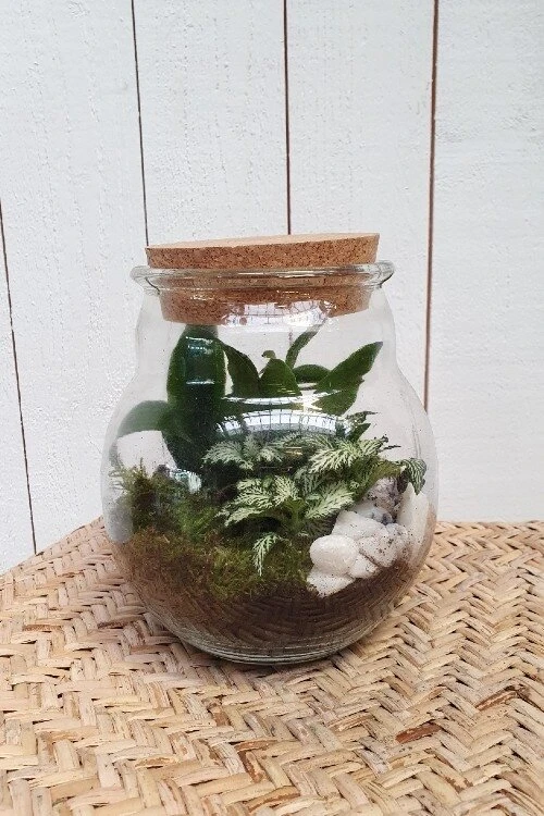 Terrarium Inclusief Planten 2 Terrarium Inclusief Planten - Afbeelding 2