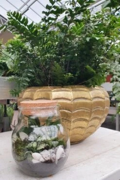 Terrarium Inclusief Planten 5 Terrarium Inclusief Planten -Interieurdecoratie Winkel terrarium inclusief planten 1605178551 2 l