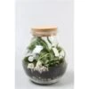 Terrarium Inclusief Planten