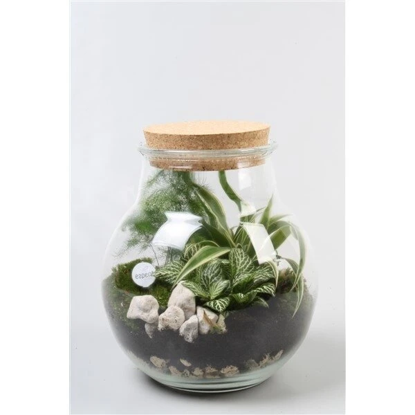 Terrarium Inclusief Planten 1 Terrarium Inclusief Planten